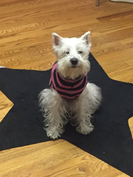 #MissWeefer #schnauzer #schnauzergang #bestdogever https://t.co/cR6ZQiFaNN<a href="/tag/missweefer"class="tags">#MissWeefer</a><a href="/tag/schnauzer"class="tags">#schnauzer</a><a href="/tag/schnauzergang"class="tags">#schnauzergang</a><a href="/tag/bestdogever"class="tags">#bestdogever</a>