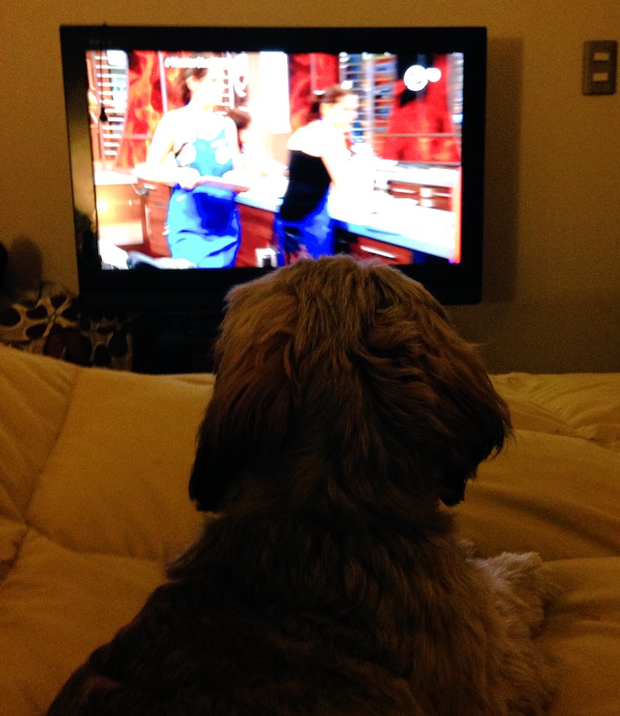 m_navarroaguayo's tweet photo. Viendo @MasterChefChile  con mi mono @SuperBonitos @ShitzuClan @TheShitzu1 https://t.co/RvyGxSX1YD