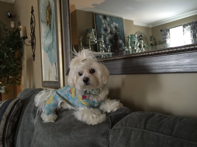 My love bug! https://t.co/Jjfm5BkzB6