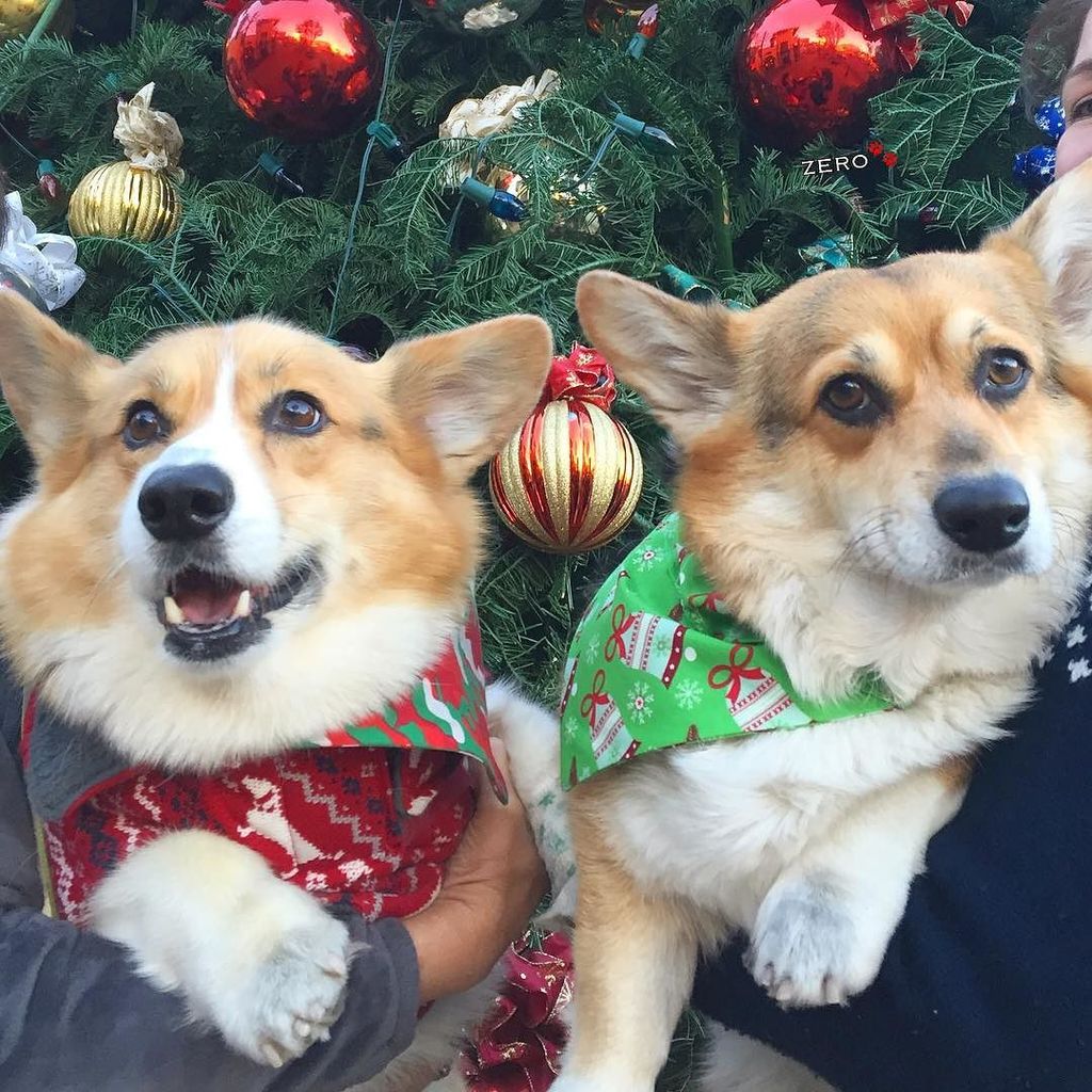 corgi_zero's tweet photo. Bark! The herald angels sing!!! #CooperIsTheBark #ImTheAngel #ChristmasCorgiLove #WoofMyCo… https://t.co/3O6A1m6xO8 https://t.co/4GrtvFvo5N