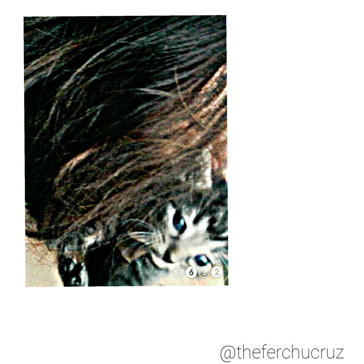Cruz7Ferchu's tweet photo. Miss tigress ❤ 🐱  #caturday https://t.co/FfturqlRbW