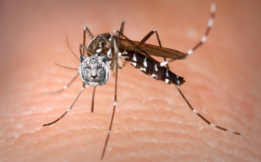 Neptounet's tweet image. L'attaque des moustiques Tigres ! 😂😂😂