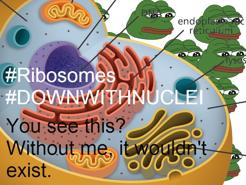 JRibosomes's tweet photo. #Ungrateful #OrganelleVote2015 #downwithnuclei Without me, CELLS WOULDN'T EXIST THE WAY THEY DO. https://t.co/xkSDYlXJ8b