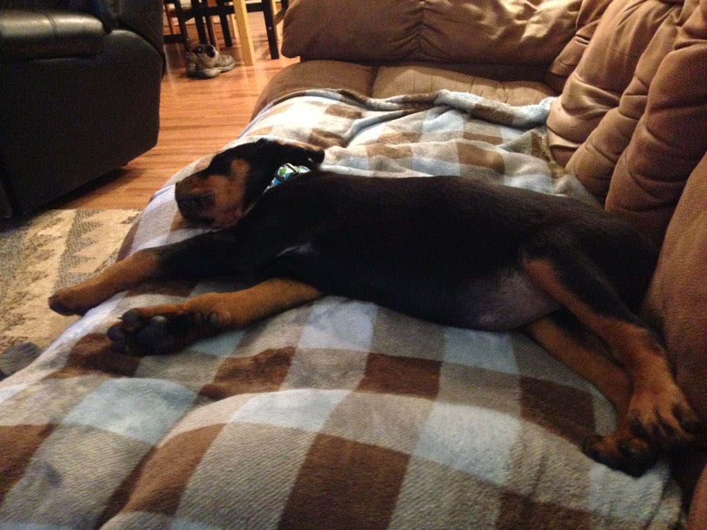 LandJim's tweet photo. New lil buddy. https://t.co/oKRcr3eURe