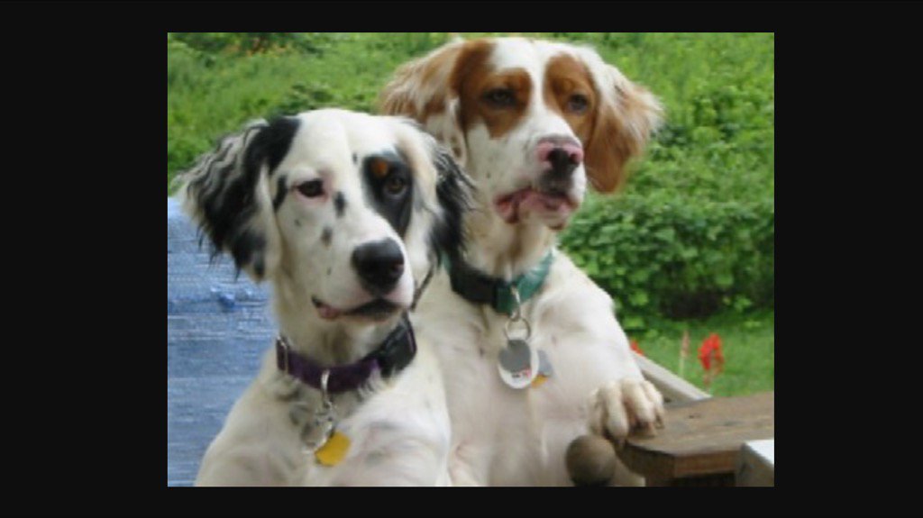 molly_colwell's tweet photo. Tros Tyriusque mihi nullo discrimine agetur. -Vergil...basically how i feel about all dogs #miralatin https://t.co/Xb8sqh3i7i