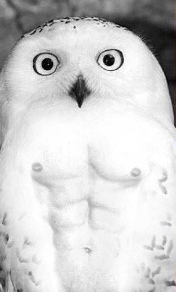 Хедвиг или букля как зовут сову. Хедвиг или букля как зовут сову. Сова белая (хедвига). Хедвиг или букля как зовут сову. Хедвиг или букля как зовут сову.