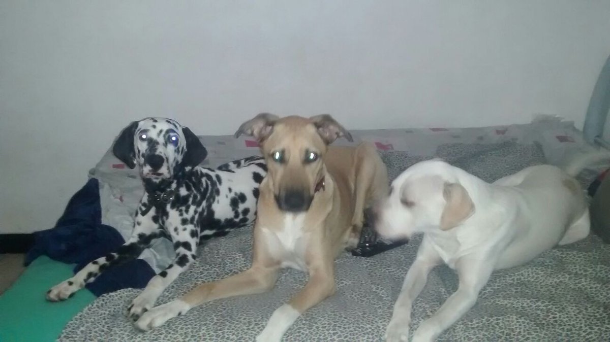 taxicanmx's tweet photo. Hermosa Dálmata en adopción. Informes directamente al 5540612978. ¡Gracias! https://t.co/AujaaGA2UV