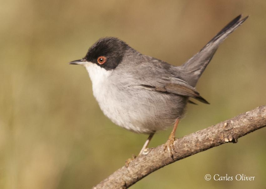 BCNbirding's tweet photo. Sardinian #Warbler is the commonest #bird in the Med scrubland. A beauty to not be forgotten. #image  #photohide https://t.co/aIsAdYWqaz