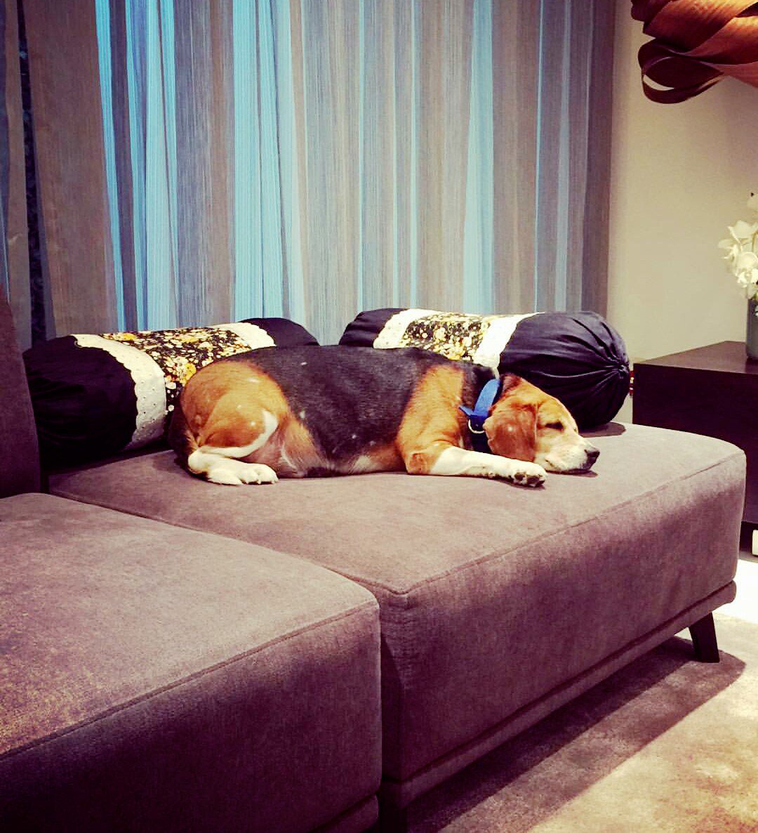 imVkohli's tweet photo. Bruno sleeping peacefully! The love dogs give you is absolutely unconditional. My little dynamite is a part of me 😇 https://t.co/19b4Zeznra