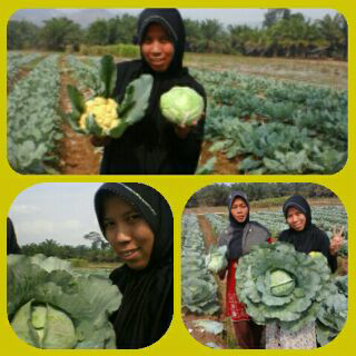 petani binaan  budaya koll organik sucses mb narti..