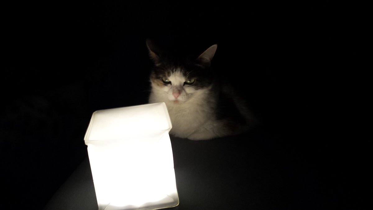 StichCreations's tweet photo. @Solar_Puff #solar_puff my cat loves the Helix :) https://t.co/YLOWU3xMXb