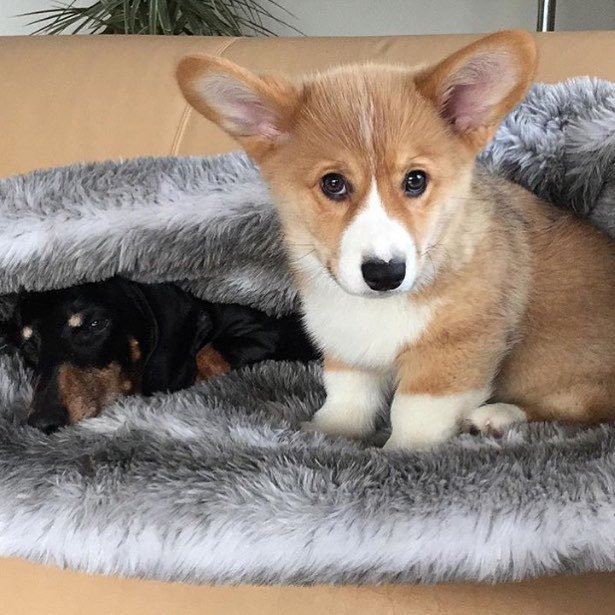 vidmetopdog's tweet photo. When ya homie's hurting and you right there looking out for him (@beaniestagram)
#corgilo… https://t.co/x3lMSKqWIQ https://t.co/p9w6avVKbm