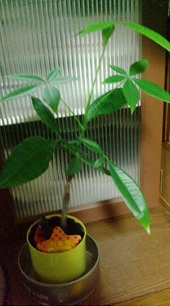 100均の観葉植物は大きくなるの 植え替え方法やおすすめの観葉植物をご紹介 100均 インテリア Sumica スミカ 毎日が素敵になるアイデアが見つかる オトナの女性ライフスタイル情報サイト