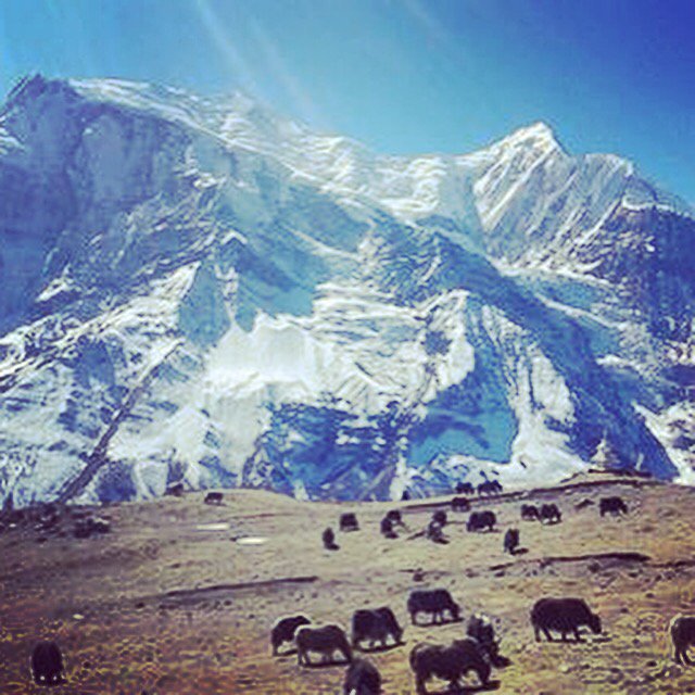 nepalplanettrek's tweet photo. #walkingarround #trekking #exploring #sightseeing #travelfroum #Nepalplanettreks #annapurna https://t.co/XaPmMsQDjC https://t.co/iXLKM8gsfV