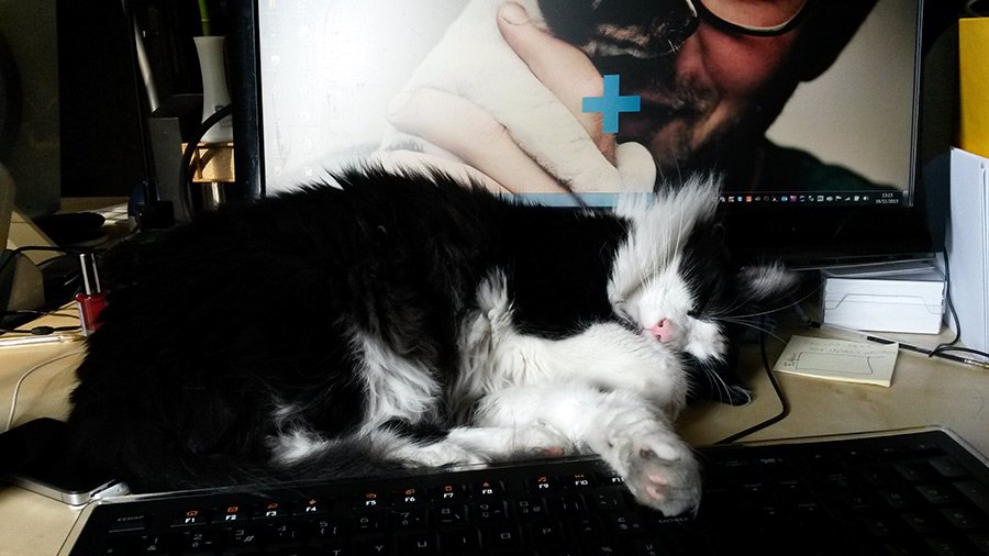 FloLepage's tweet photo. Quel plaisir de #TravaillerAvecUnChat pour #wanimo et #domespharma ! https://t.co/rIvZsxfQxQ