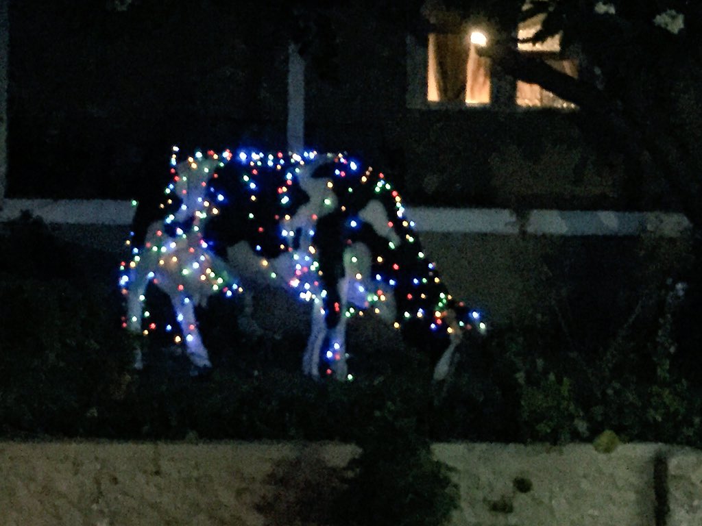 newietraveller's tweet photo. The Electric Xmas Cow Udderly beautiful #punintended #christmaslights #Boolaroo #LakeMacquarie ping @carolduncan https://t.co/GXi2AH0uI1