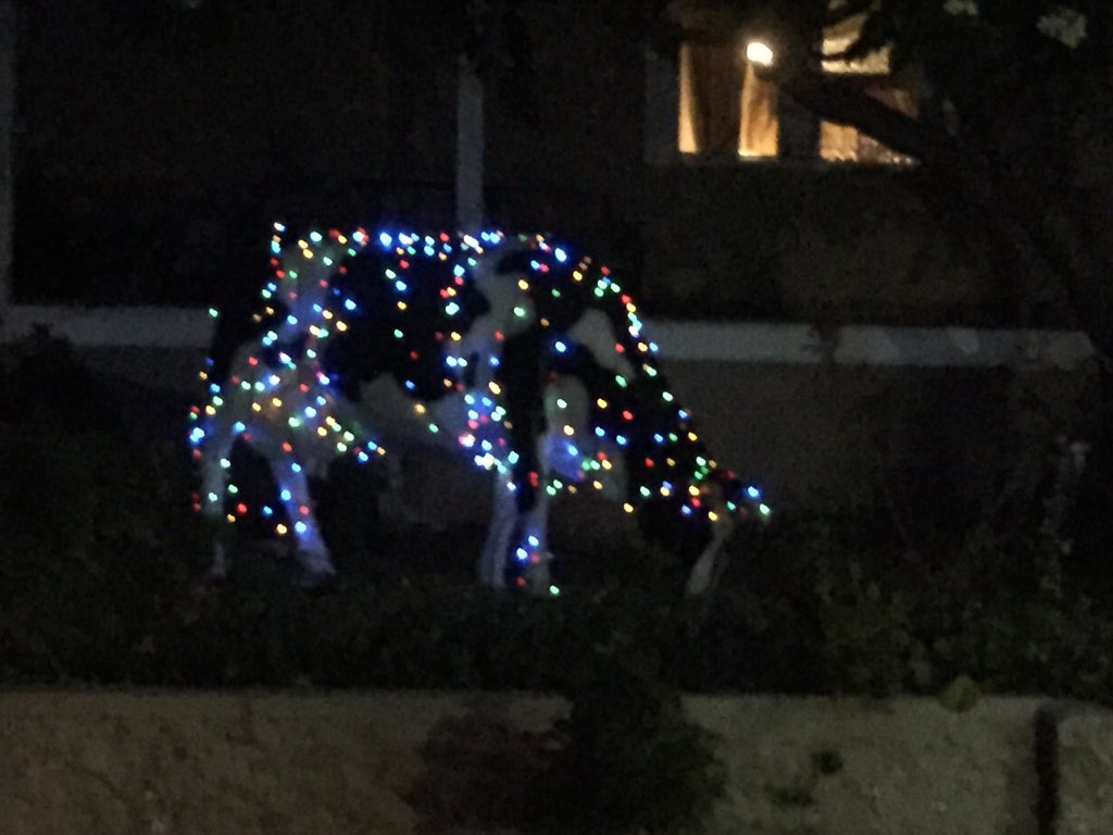 newietraveller's tweet photo. The Electric Xmas Cow Udderly beautiful #punintended #christmaslights #Boolaroo #LakeMacquarie ping @carolduncan https://t.co/GXi2AH0uI1