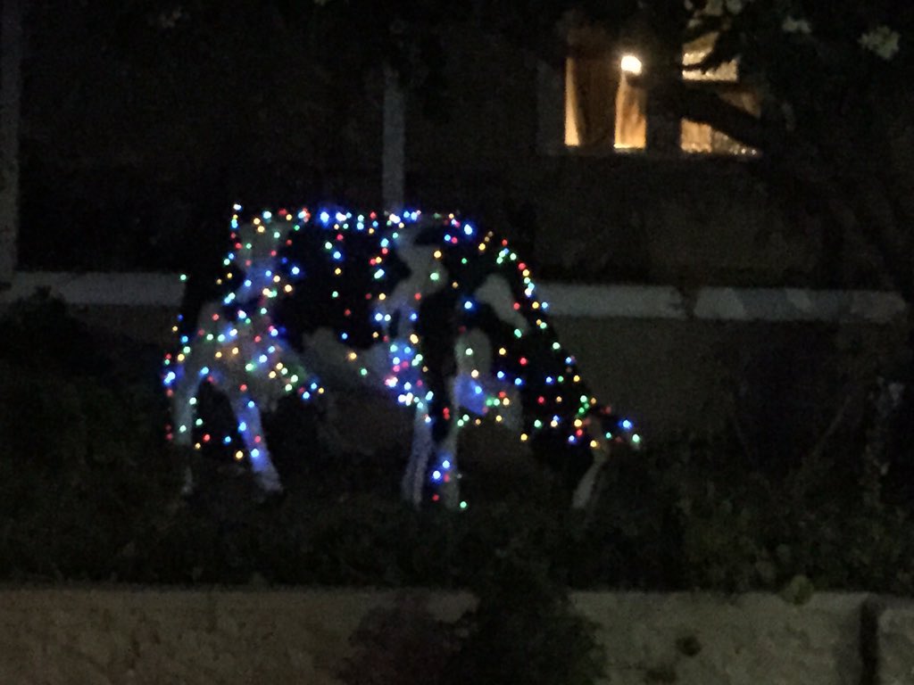 newietraveller's tweet photo. The Electric Xmas Cow Udderly beautiful #punintended #christmaslights #Boolaroo #LakeMacquarie ping @carolduncan https://t.co/GXi2AH0uI1