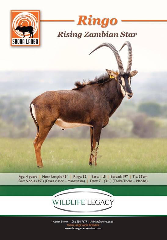 AdrianStorm1's tweet photo. Pure Zambian homebred bull. 46" at 4 years! https://t.co/45os12ovvz