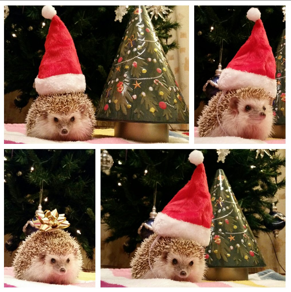 LKEW84's tweet photo. @RedLetterDaysUK I'd #ReinventSanta as a Hedgehog! 😂😂 Just look at his little face!! 😁 https://t.co/iWkebj3n8k