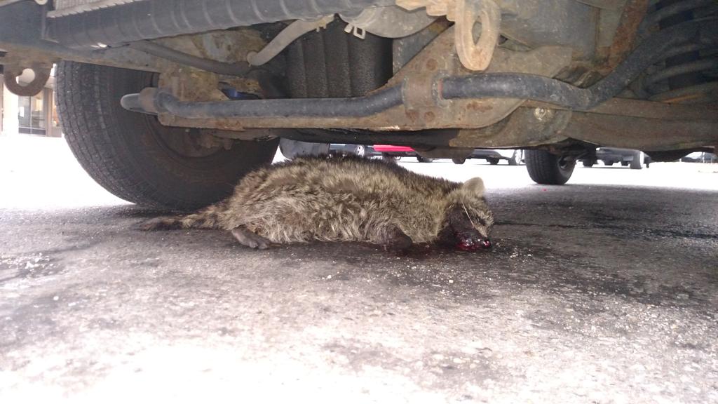 DanBitterman's tweet photo. 930am is there no justice?! Where are you animal control?! #RaccoonTO #raccoon #RocketRaccoon #raccoonlivesmatter https://t.co/0OQ02K8m6Q