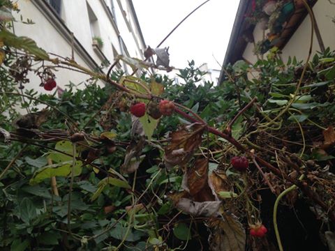 lawomatic's tweet photo. Des framboises le 15 décembre au Lawomatic ! https://t.co/DUG1ZjRRLj
