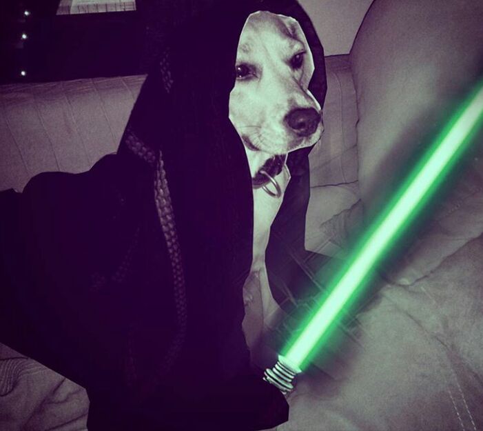 erenimo_1907's tweet photo. Yoda ustanın torunu Tarçın usta güç seninle olsun #starwars #jedi #jedimaster #jeday #starwars https://t.co/HOGvnmxnEP