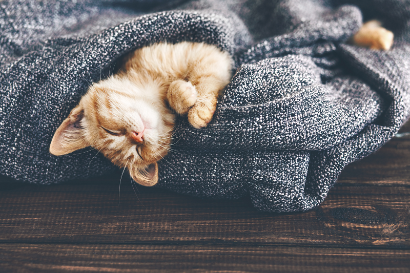 gogreenbusiness's tweet photo. Get Cosy with AmberGreen: Loving Your Home. https://t.co/69FspAMnbr https://t.co/vv6sgnrRfC