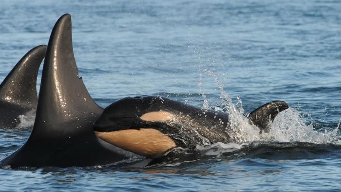 CBCNews's tweet photo. B.C.'s orcas keep on booming with birth of 8th calf https://t.co/YPVSJ5RZLw https://t.co/xZ3ygafyOI
