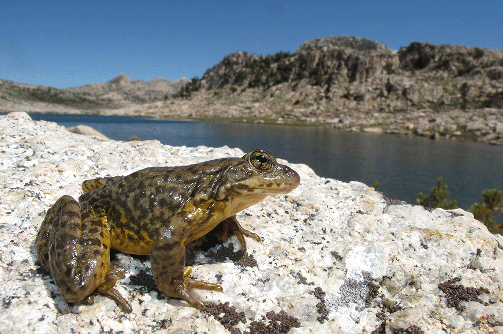 EcoNotes1's tweet photo. High tech conservation could save yellowstone's endangered frog. https://t.co/sIKFGfRHOu https://t.co/BXxMiMQyeV
