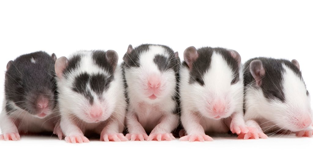 Our legal team helped save rats from being used in cruel tests for fire extinguishers bit.ly/1RWg29R