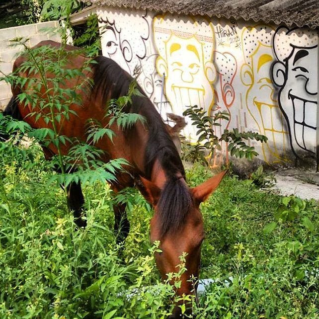 StArtEverywhere's tweet photo. 🎶🎵🎶 Um lugar de mato verde... 🎵🎶 #angatu #hiran #rafaelhiran #fromthestreets #streetart #streetartbrazil #streetart… https://t.co/yTrOTgiGyx