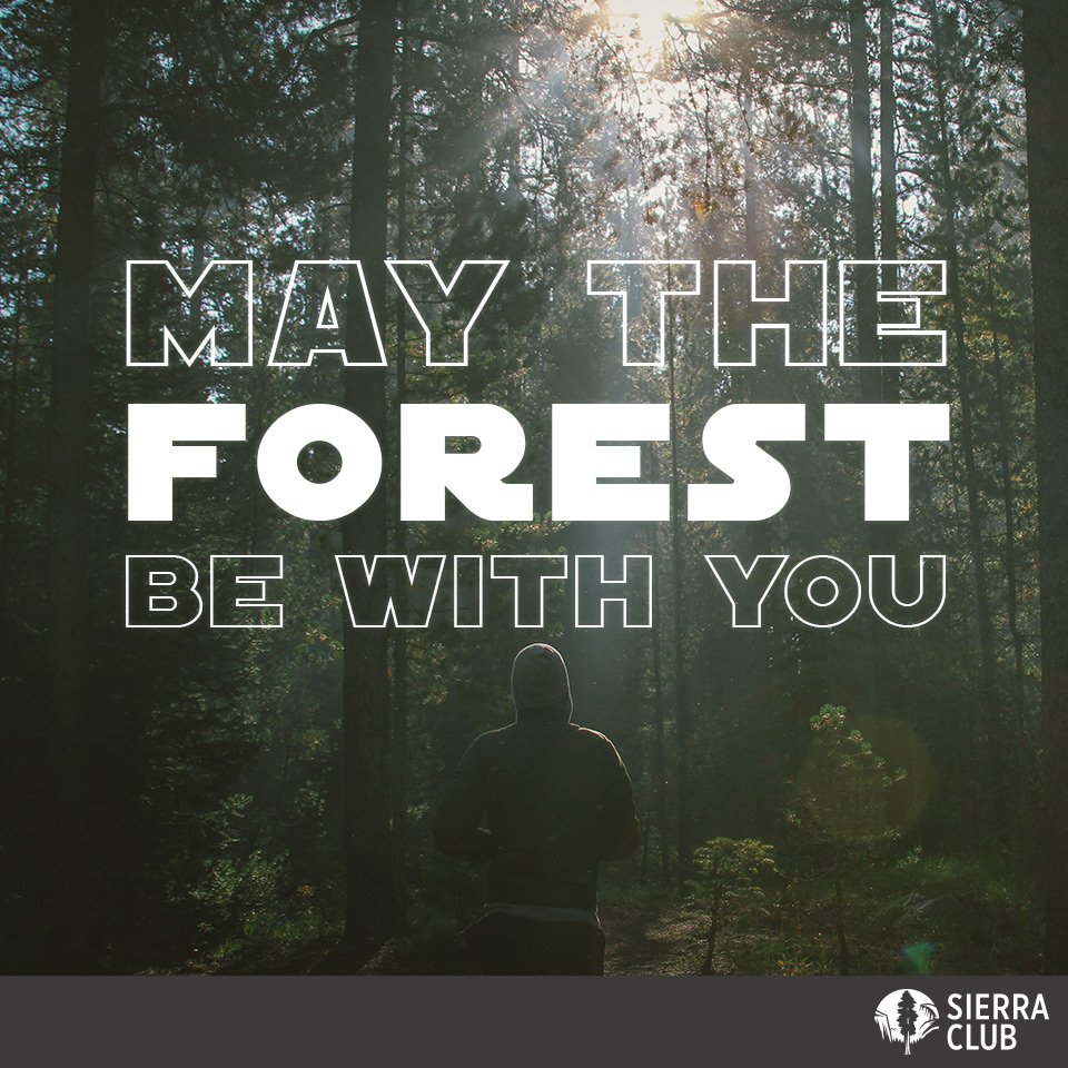 Time for "ewok" in the woods! #StarWarsTheForceAwakens  #StarWars #ForceAwakens