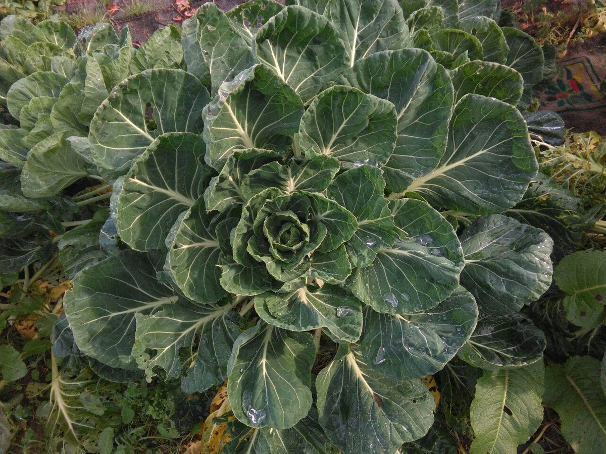 GuertaLaSal's tweet photo. Coles de Bruselas: Amosámosvos planta y los sos frutos pañaos a mano. Una delicia pa esti solsticiu d'iviernu #YeEco https://t.co/YRr9hRnwah