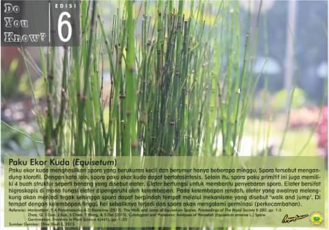 Tahukah kamu kalau tumbuhan paku ini mempunyai spora yang bisa berfotosintesis juga bisa 'berjalan dan melompat'?