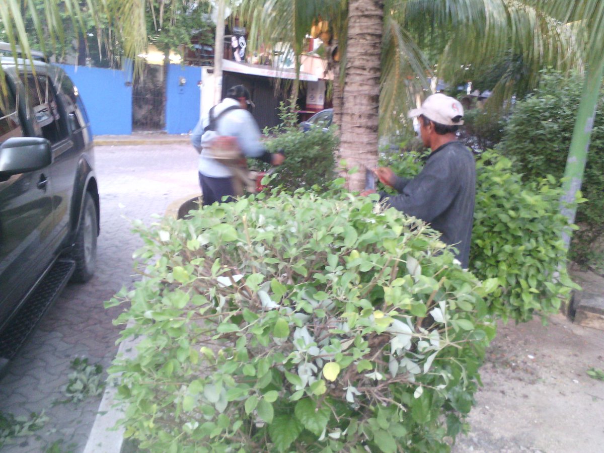 ServiciosPubSOL's tweet photo. Limpieza  y podado de av. Constituyentes entre 5ta. av. y av. 30. @GobSolidaridad @MauricioGongora @NoelCrespoPlaya https://t.co/OhI1CGiZgf