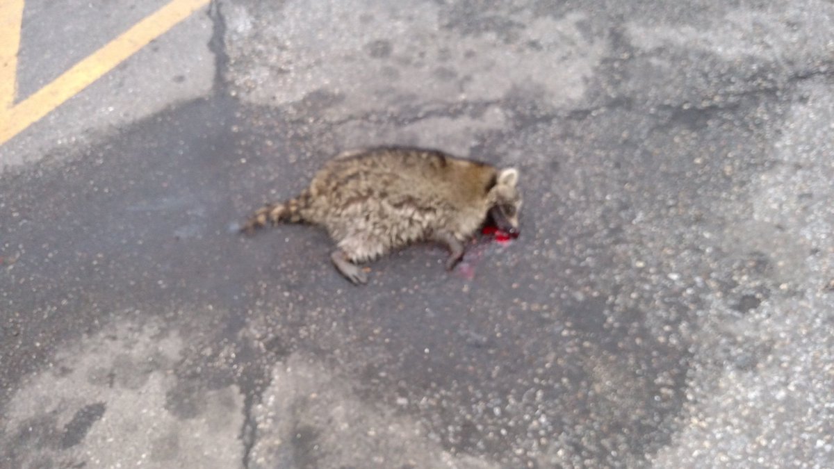 DanBitterman's tweet photo. Came to work @ 6am Why didn't animal control save him?? #RaccoonTO #raccoon #RocketRaccoon #raccoonlivesmatter https://t.co/85rI5QGjPT