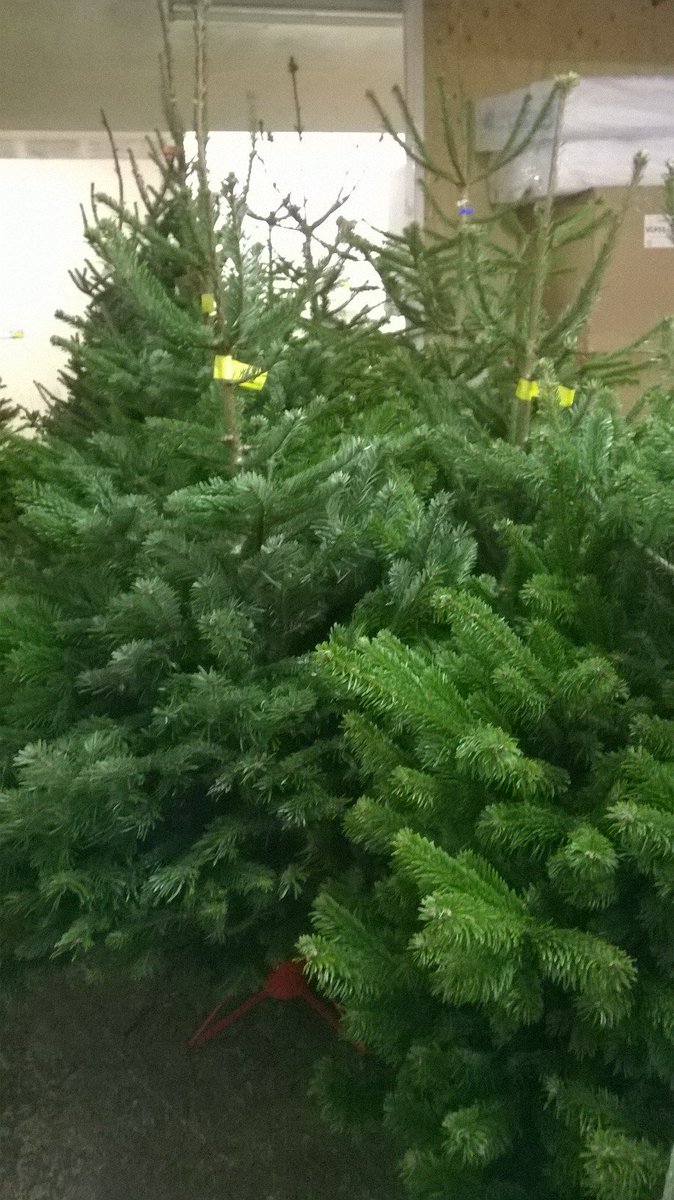 Still looking for that tree? New in today <a href="/Strongs_Lytham/">Strongs</a> lovely 6ft Nordmans, ideal for outside, flat or apartment