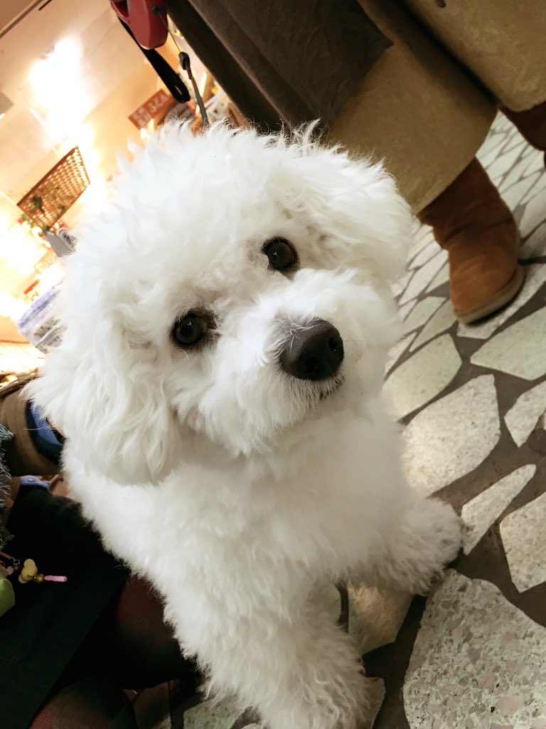 古山潤一 犬泉くん として大泉洋さんとcmで共演したことで知られる ビションフリーゼ 名前は ふわ太郎 癒された T Co Kbv0p1mhik Twitter