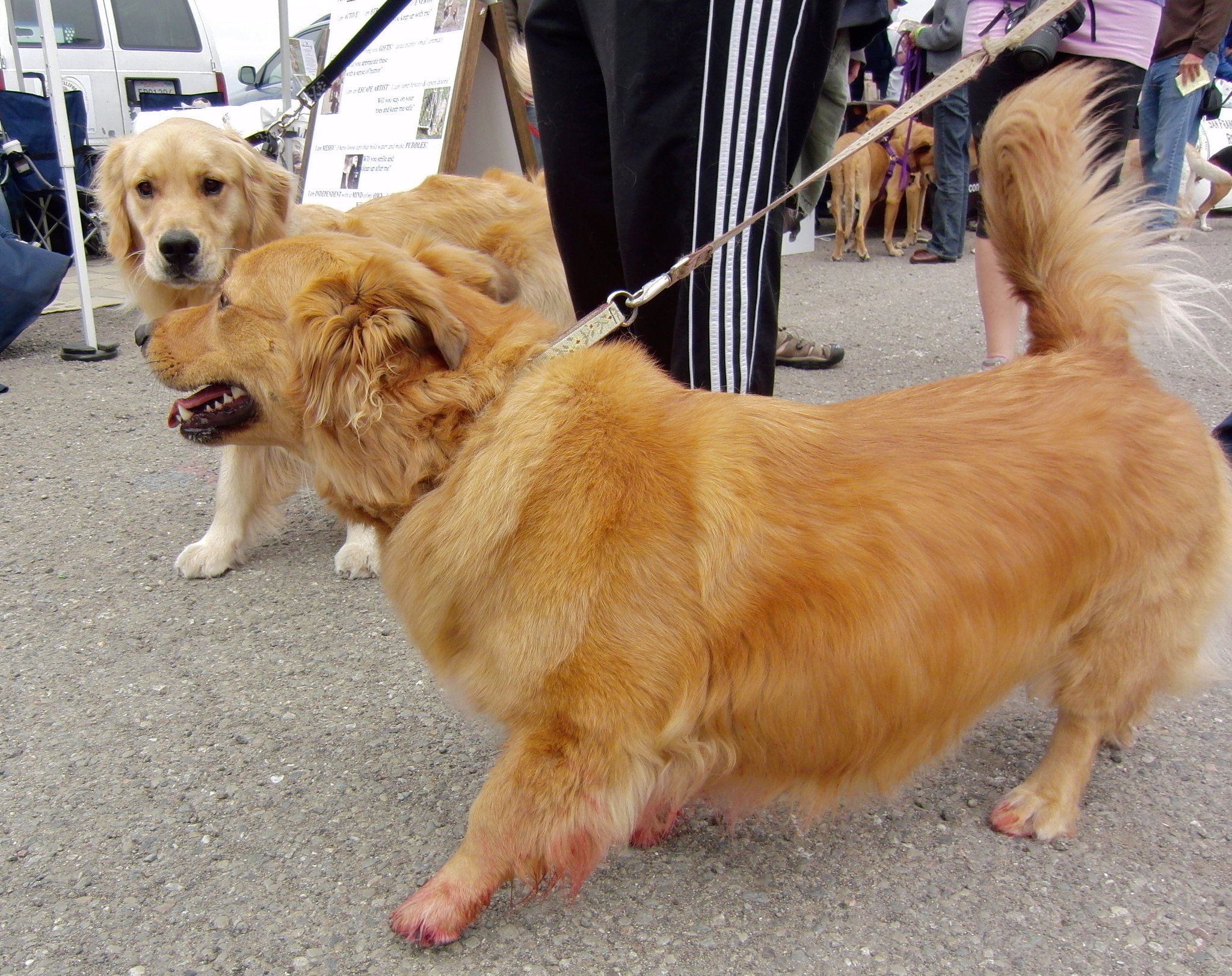 Golden retriever cheap corgi mix