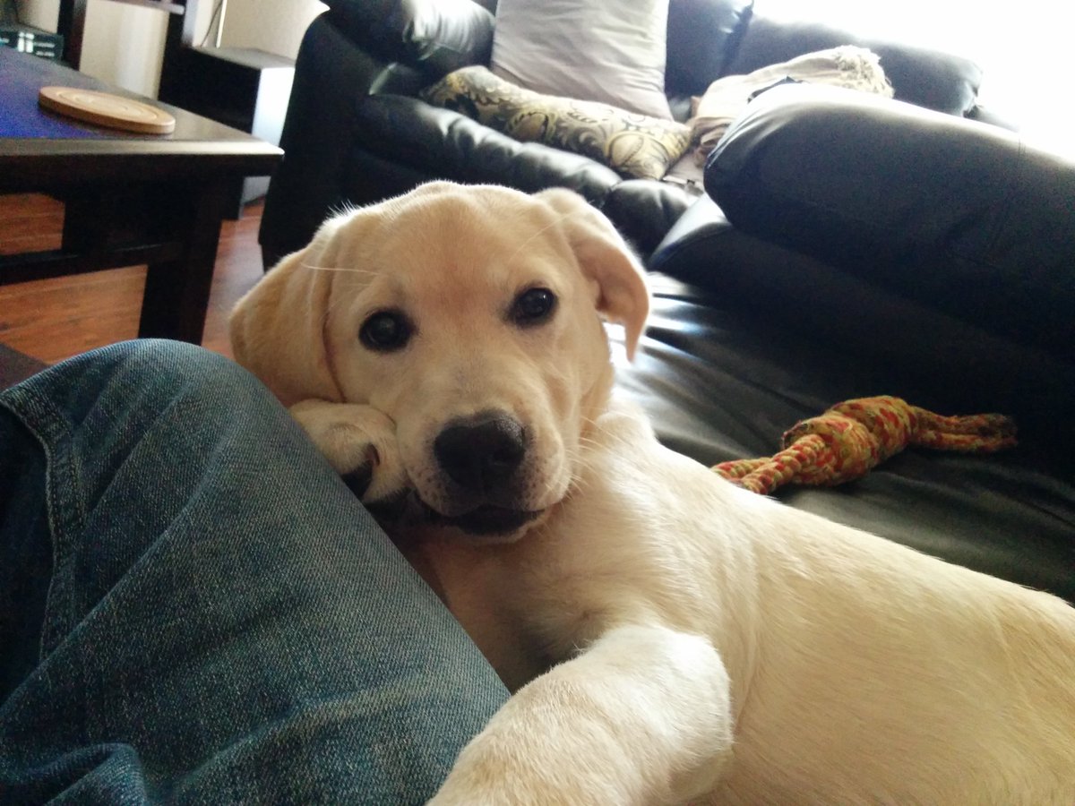 thedogreference's tweet image. So, how was your day?