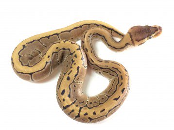 XYZReptiles's tweet image. Over 25 Different #BallPythonsMorphs Under $99 bit.ly/1IYFWYv Shipping $29.99 #ballpython #xyzReptiles