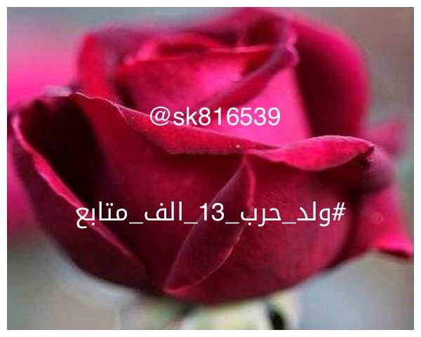 R33M___'s tweet photo. #ولــد__حــربـ_١٣_الف_متابع
ألف مبروك شاهدين لك لا عليك يا رب
👏🎉🎉🎊🎈🎈
وفالك المليووون🎉
حساب يستحق المتابعة
@sk816539 https://t.co/pWm0Jc1eoa