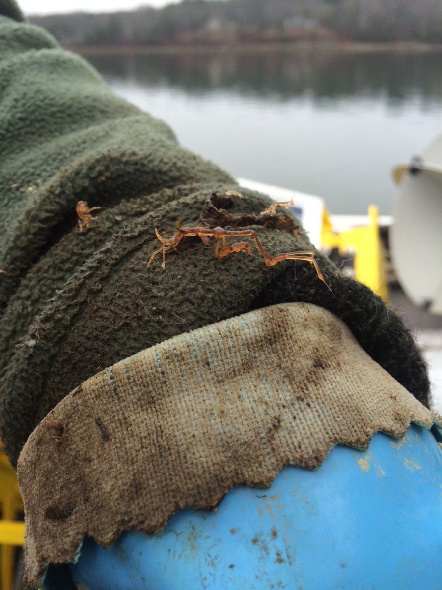 BradyBunchDMC's tweet photo. The buoy in the growing area was covered with these creepy crawly skeleton shrimps (Caprellids) #DamData #Maine https://t.co/XoX16j4jzd