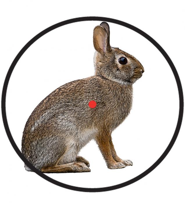 Realtree's tweet photo. Hunting The Modern Cottontail Rabbit https://t.co/YyiUgW1cKH It's a new age in the world of rabbit hunting! https://t.co/c3R7ZLREDE