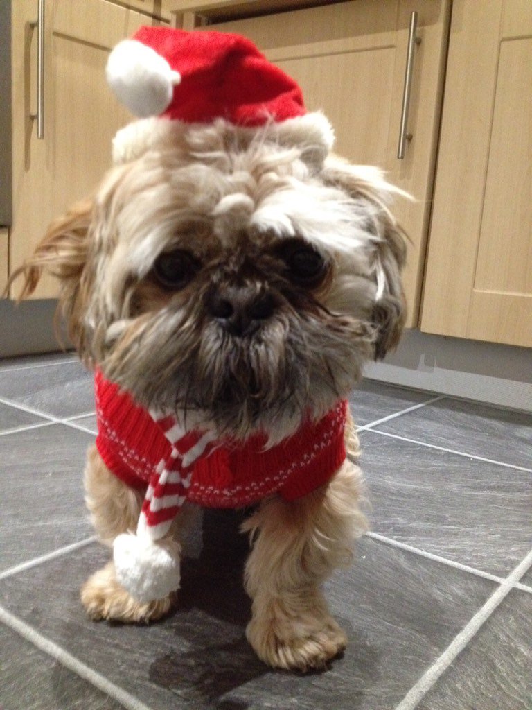claraclutter's tweet photo. #makeschristmas-cheering up my dog Dylan with some special doggy treats from @waitrose https://t.co/nr78EAKiOE