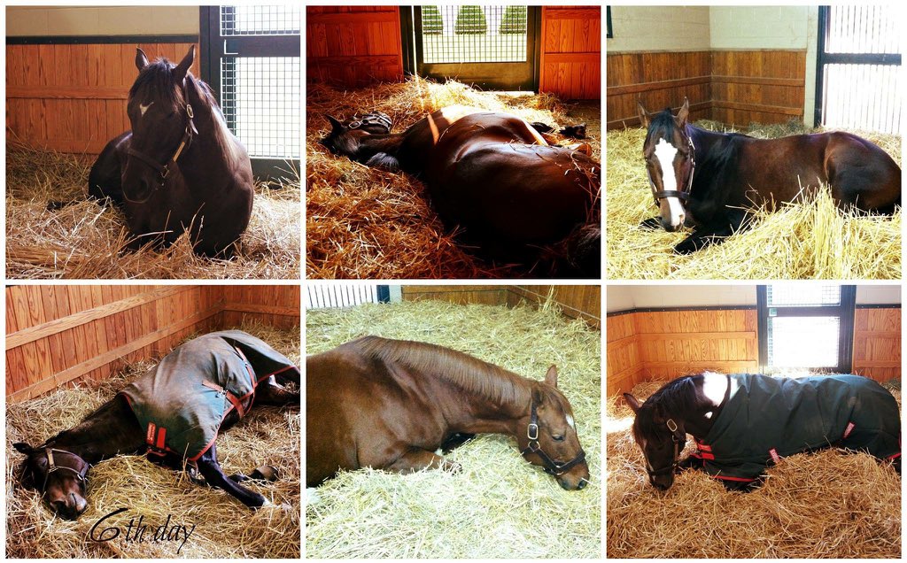WinStarFarm's tweet image. On the sixth day of Christmas, my true love gave to me: Six Stallions Sleeping!