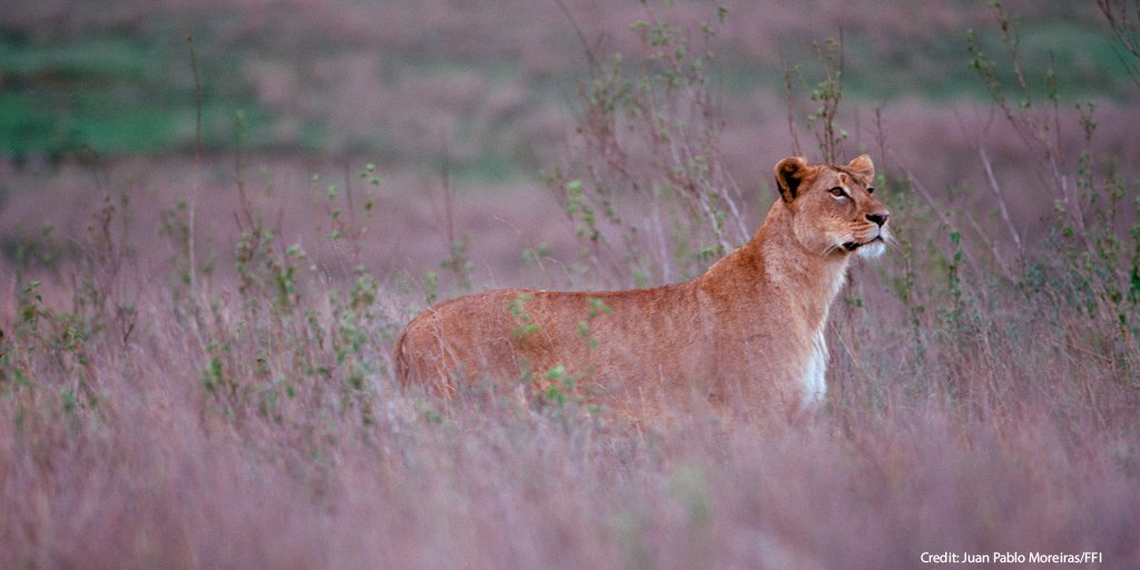 FaunaFloraInt's tweet photo. #FunFactFriday The roar of an adult lion can be heard from up to 8km away https://t.co/xvOWjhHfor