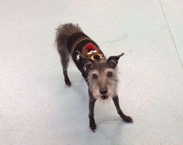 Christmas jumper day, Ella was happy to oblige #ChristmasJumperDay #OfficeDog
