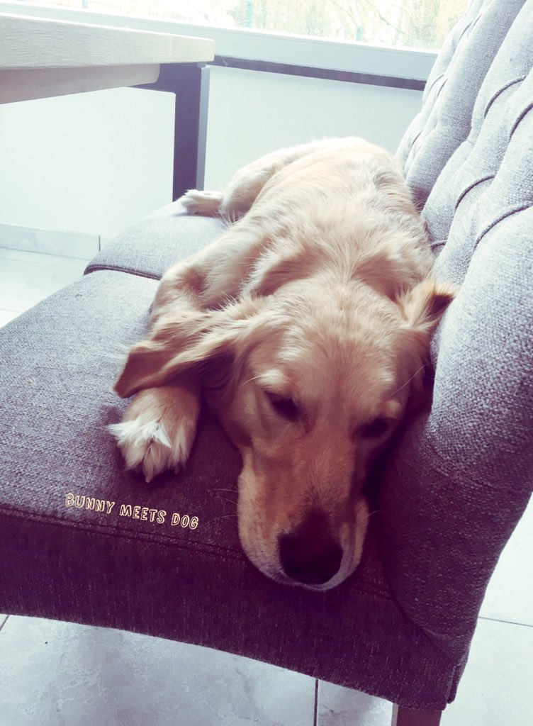 BunnyMeetsDog's tweet photo. I really need a day between saturday and sunday 💤 Lilly 🎀 #golden #dontshopadopt #vzwanimaltrust #bunnymeetsdog https://t.co/pdhjZMEDZb